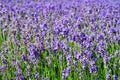 Lavender flowers spring season nature Royalty Free Stock Photo