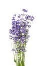 Lavender flowers stems with green leaves isolated on white background Royalty Free Stock Photo