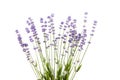 Lavender flowers stems with green leaves isolated on white background Royalty Free Stock Photo