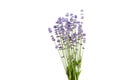 Lavender flowers stems with green leaves isolated on white background