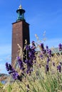 Lavender flowers and Stockholm City Hall tower Royalty Free Stock Photo