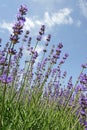 Lavender flowers in summer