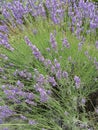 Lavender flowers summertime Georgia background wallpaper Royalty Free Stock Photo