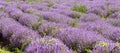 Lavender flowers in the sun in soft focus, pastel colors and blur background. Purple field of lavender. Provence with space for Royalty Free Stock Photo
