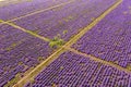 Lavender flowers in the sun in soft focus, pastel colors and blur background. Purple field of lavender. Provence with space for Royalty Free Stock Photo