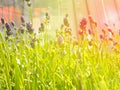 Lavender flowers in the sun in soft focus, pastel colors and blur background. Purple field of lavender. Provence with space for Royalty Free Stock Photo