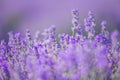 Lavender flowers at sunlight in a soft focus, pastel colors and blur background Royalty Free Stock Photo
