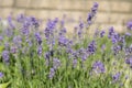 Lavender flowers at sunlight in a soft focus, pastel colors and blur background. Violet lavender field in Provence with place for Royalty Free Stock Photo