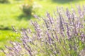 Lavender flowers at sunlight in a soft focus, pastel colors and blur background. Violet lavande field in Provence with Royalty Free Stock Photo