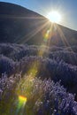 Lavender flowers on sunrise. Beautiful lavender field in Kuyucak, Isparta, Turkey.