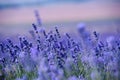 Lavender flowers - Sunset over a summer purple lavender field.