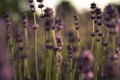 lavender flowers swaying in the wind