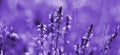 Lavender flowers of ultraviolet tones. Violet lavender field with soft light effect for your floral background