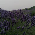 Lavender flowers in the valley