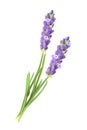 Lavender flowers vector illustration