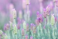 Lavender flowers in the violet field