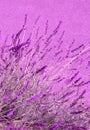 Lavender flowers wallpaper. Purple aesthetic. Bio eco nature concept