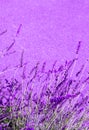 Lavender flowers wallpaper. Purple aesthetic. Bio eco nature minimal concept