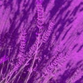 Lavender flowers wallpaper. Purple aesthetic. Bio eco nature minimal concept