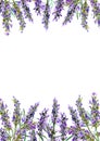 Lavender flowers. Watercolor border stripe, floral card