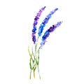 Lavender flowers. Watercolor floral background.