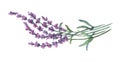 Lavender flowers. Royalty Free Stock Photo