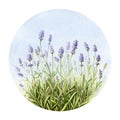 Lavender flowers watercolor illustration. Organic Lavandula herb buds with green leaves close up illustration. Medical and aroma l