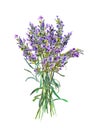 Lavender flowers. Watercolor medical herb