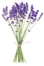 Lavender flowers