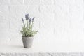 Lavender flowers white background, copy space Royalty Free Stock Photo