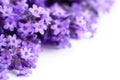 Lavender Flowers Royalty Free Stock Photo