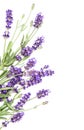 Lavender flowers on white background. Royalty Free Stock Photo