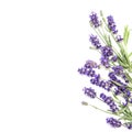 Lavender flowers white background Floral border Royalty Free Stock Photo