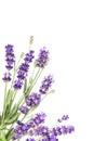 Lavender flowers white background Floral Royalty Free Stock Photo