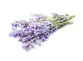 Lavender flowers