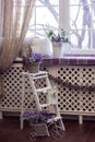 Lavender flowers in white pots and wicker baskets stand on the stairs and on windowsill. Royalty Free Stock Photo