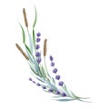 Lavender flowers and wild herbs. Organic Lavandula herb stems with buds and green leaves watercolor illustration