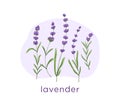 Lavender flowers, wild purple floral plants composition. Lavanda blooms, lavander stems. Lavandula, lavendar branches Royalty Free Stock Photo