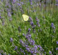 Lavender flowers with yellow butterfly in a soft focus, pastel colors and blur background. Violet lavande field in Royalty Free Stock Photo