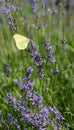 Lavender flowers with yellow butterfly in a soft focus, Vertical pastel colors and blur background. Violet lavande field Royalty Free Stock Photo