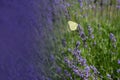 Lavender flowers with yellow butterfly in a soft focus, pastel colors and blur background. Violet lavande field in Provence with