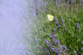 Lavender flowers with yellow butterfly in a soft focus, pastel colors and blur background. Violet lavande field in Royalty Free Stock Photo