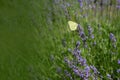 Lavender flowers with yellow butterfly in a soft focus, pastel colors and blur background. Violet lavande field in Royalty Free Stock Photo