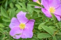 Lavender Flowers with Yellow Centers