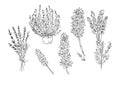 Lavender Forest herbs plants flowers leaves twigs nature wild graphic illustration hand drawn set of isolated elements isolated on Royalty Free Stock Photo