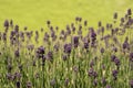 Lavender fragance Royalty Free Stock Photo