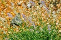 Lavender. Fragrant lavender flowers on the field. Landscape design. Blurred background. Aromatherapy