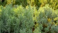 Lavender fragrant herb is edible woody perennial plant in traditional English cottage backyard planting sensory garden