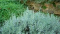 Lavender fragrant herb is edible woody perennial plant in traditional English cottage backyard planting sensory garden