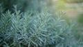 Lavender fragrant herb is edible woody perennial plant in traditional English cottage backyard planting sensory garden